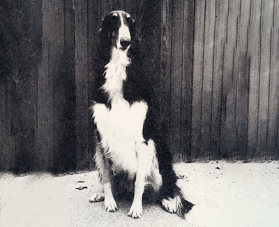 Top Obedience Borzoi 1993